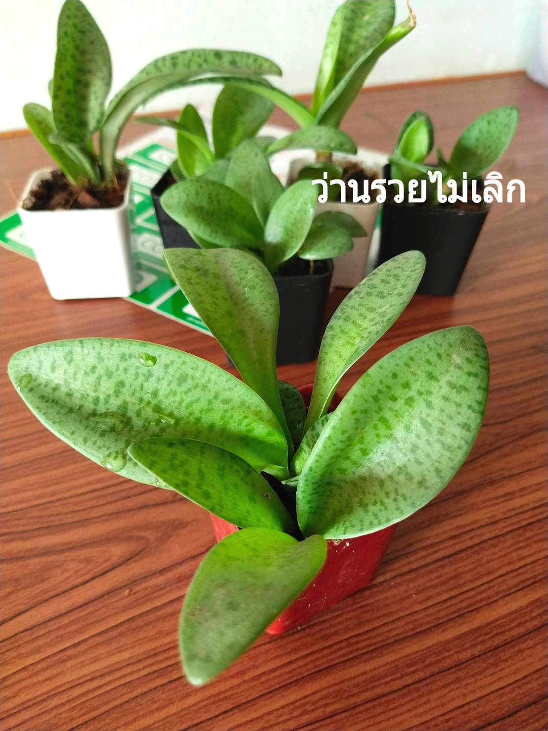 ว่านรวยไม่เลิกไม้มงคลเรียกทรัพย์ #ต้นไม้ฟอกอากาศ ตามภาพ 2"