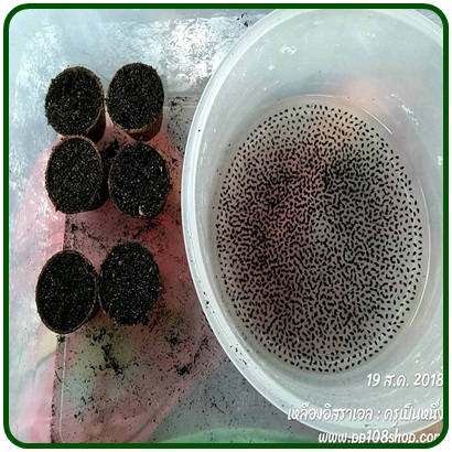 ต้นกล้า แก้วมังกรเหลืองอิสราเอล (Yellow Dragon fruit from Israel)