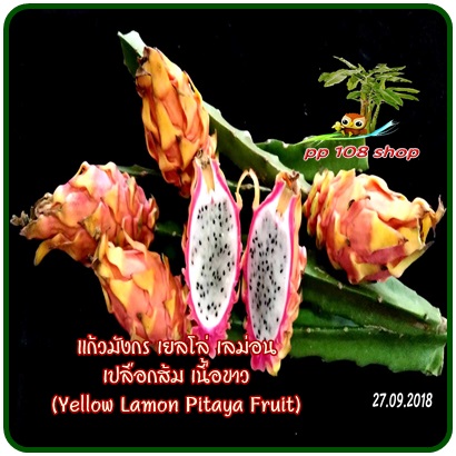 กิ่งชำ แก้วมังกร เปลือกส้ม เนื้อขาว (Frankies White Pitaya หรือ Yellow Lamon Pitaya) หายากมาก จากโคลัมเบีย อร่อยที่สุดตั้งแต่เคยกินแก้วมังกรมา ตรงตามสายพันธุ์แท้ 100%