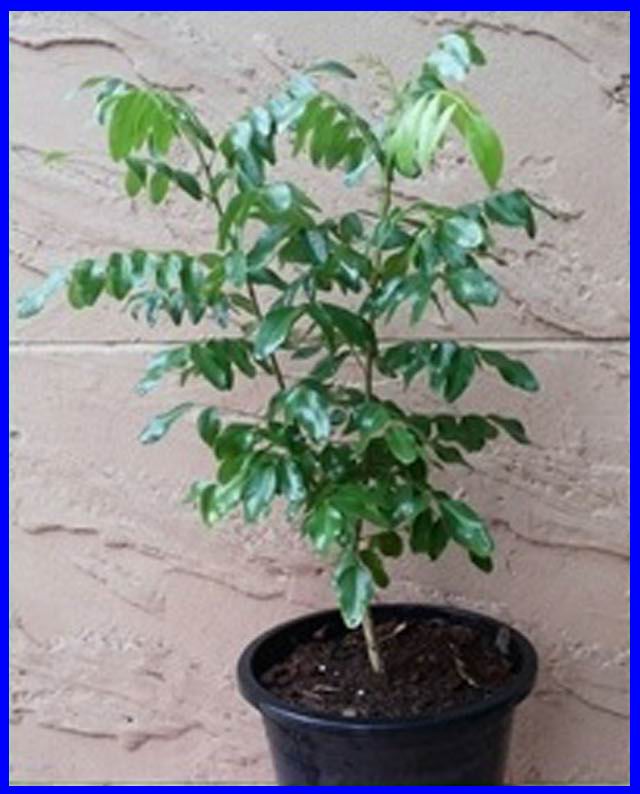 คูนม่วง หรือ ม่วงระย้า ทนแล้ง ออกดอกง่าย