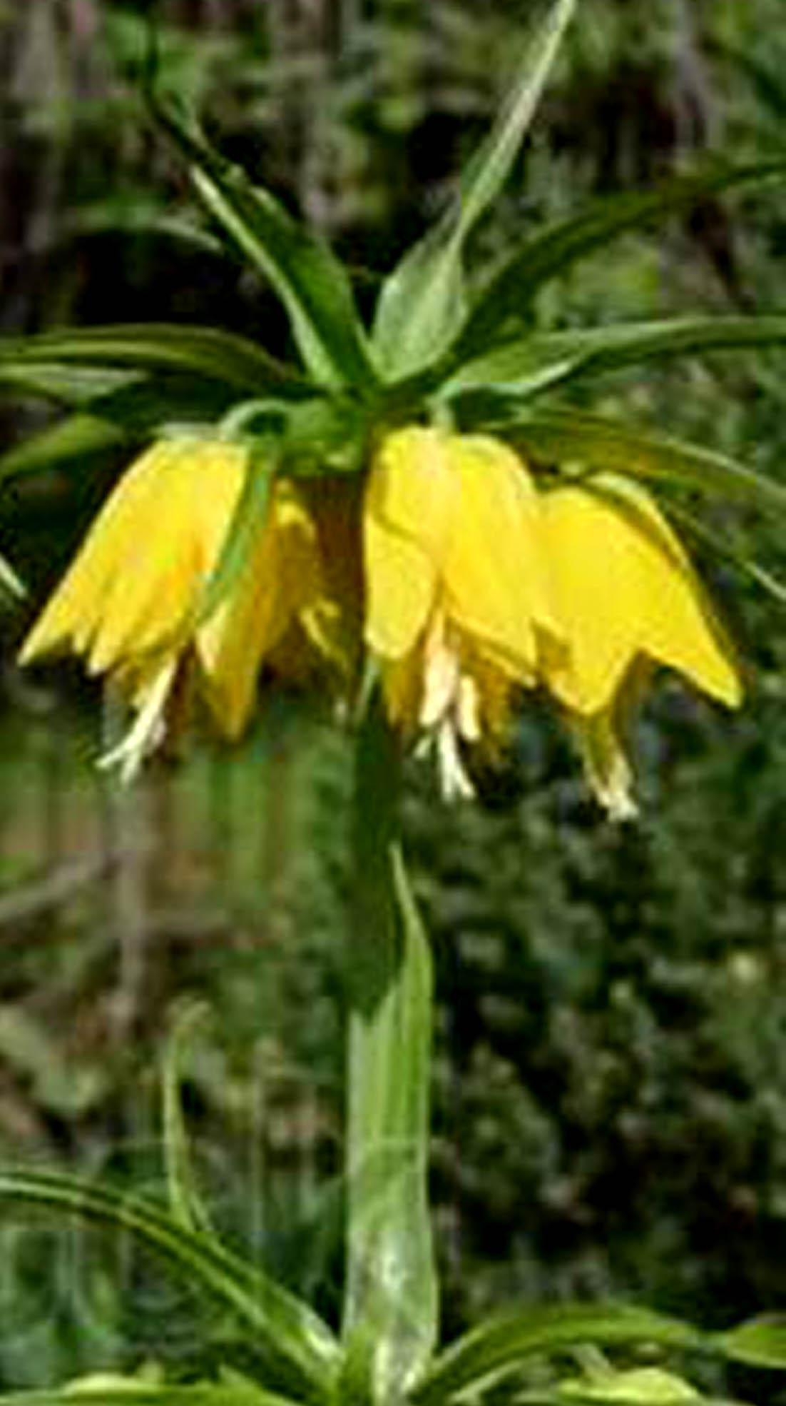 หัวดอกมงกุฏจักรพรรดิ์ (Crown Imperial) มี 2 สีให้เลือก