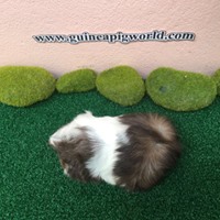 Peruvian/Boar/Sir&Madam Newly Import(ภาพนี้โชว์/ภาพขายไปดูที่หมวดเด็กๆย้ายบ้านค่ะ)