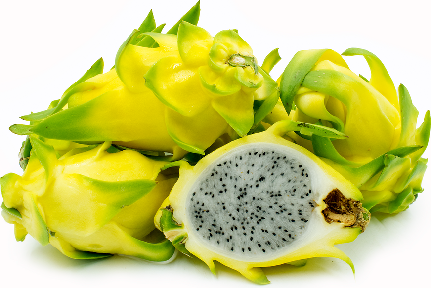 กิ่งชำ แก้วมังกรเหลืองอิสราเอล (Yellow Dragon fruit from Israel) ตรงตามสายพันธุ์แท้ 100%