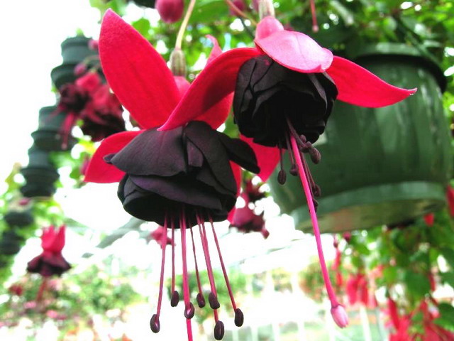 ตุ้มหูนางฟ้า หรือ ฟูเซีย หรือ ฟุกเซีย หรือ ฟิวเซีย หรือ ดอกโคมญี่ปุ่น (Fuchsia) คละสี