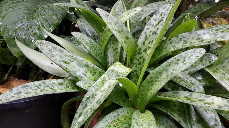 #ว่านรวยไม่เลิกไม้มงคลเรียกทรัพย์ #ต้นรวยไม่เลิก กระถาง 4"