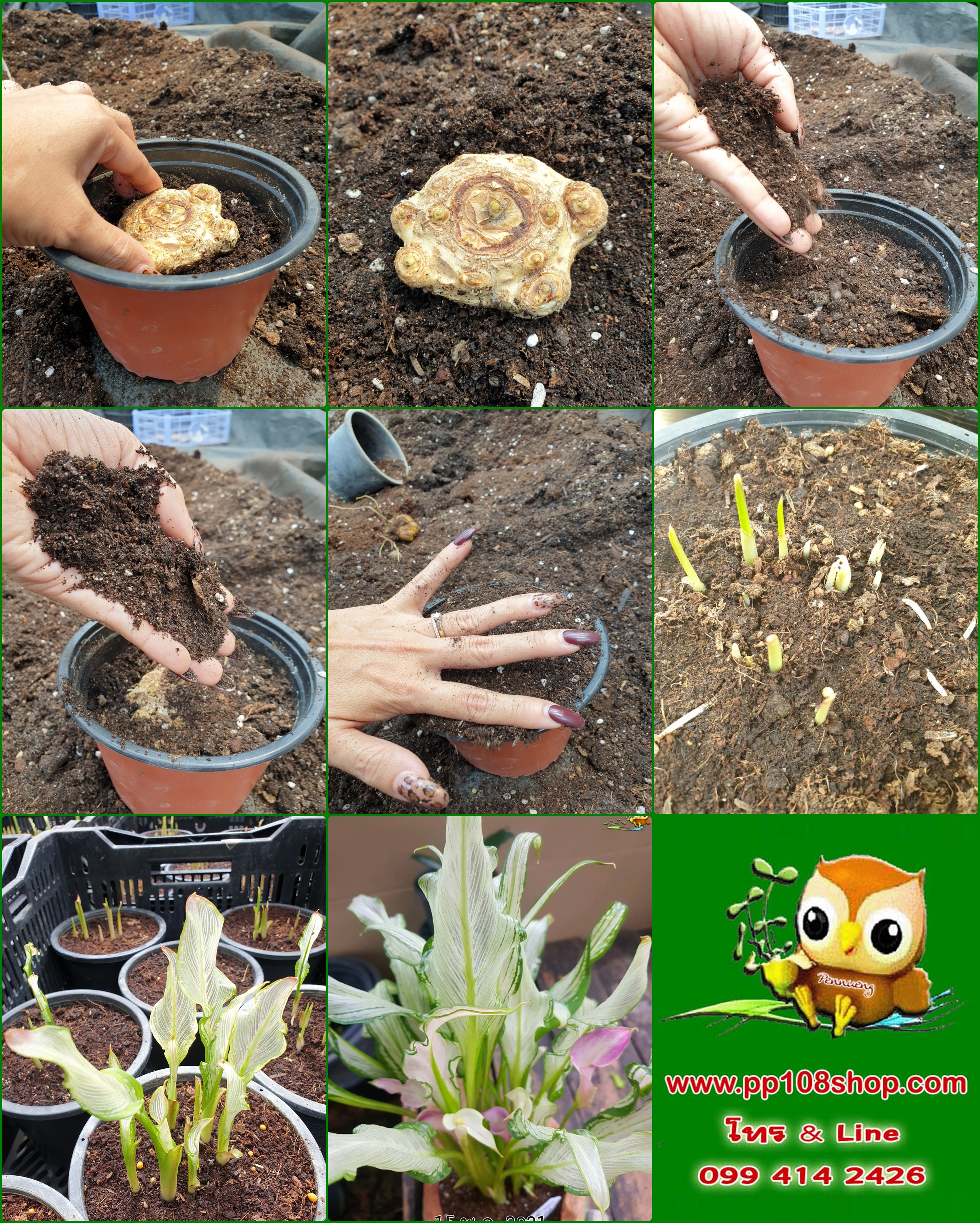 คาล่า ลิลลี่ Calla Lily หัวพันธุ์ พร้อมปลูกจากประเทศฮอลแลนด์ ปลูกง่าย ออกดอกทั่วไทย *** กรุณาเลือกแบบทั่ต้องการ หัว หรือ ต้น ด้วยนะคะ ***