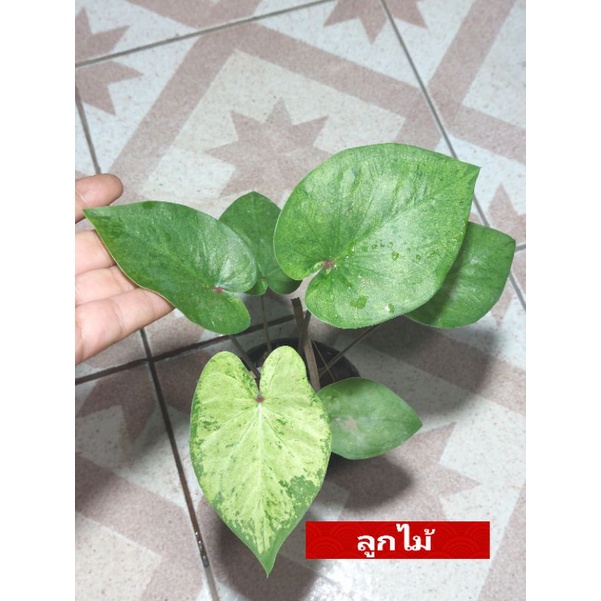 "บอนสี ลูกไม้ด่างอาจารย์วิรัตน์ ดินภูเขาไฟ บุรีรัมย์" บอนสีราชินีแห่งไม้ใบ ส่งพร้อมกระถางพลาสติก ใบเหลืองจากการขนส่งให้ตัดใบออก ตามภาพ 4"