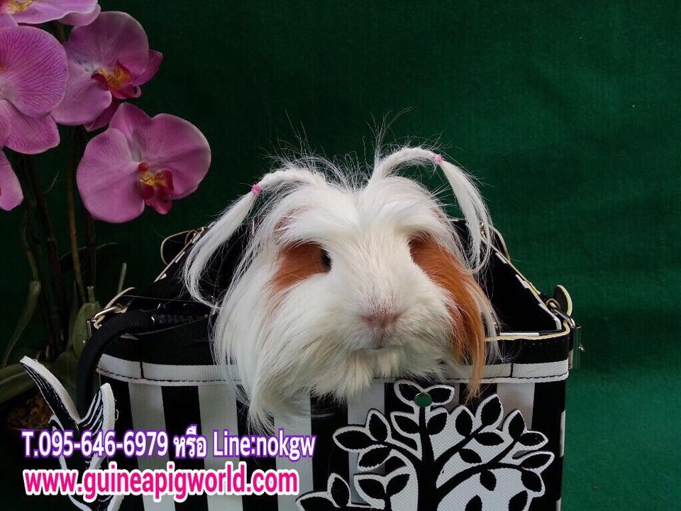 Coronet/พันธุ์ขนยาวมีขวัญหัวมงกุฏ(ภาพนี้โชว์/ภาพขายไปดูที่หมวดเด็กๆย้ายบ้านค่ะ)