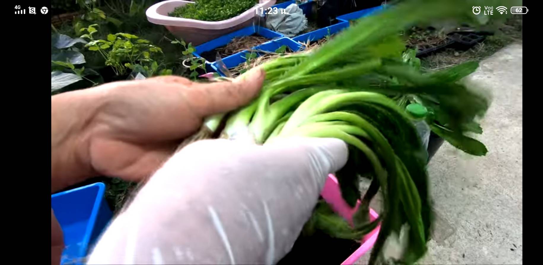 ต้นพันธุ์ผักชีฝรั่ง ต้นกล้าผักผักชีฝรั่ง ตามภาะ 1 กำ