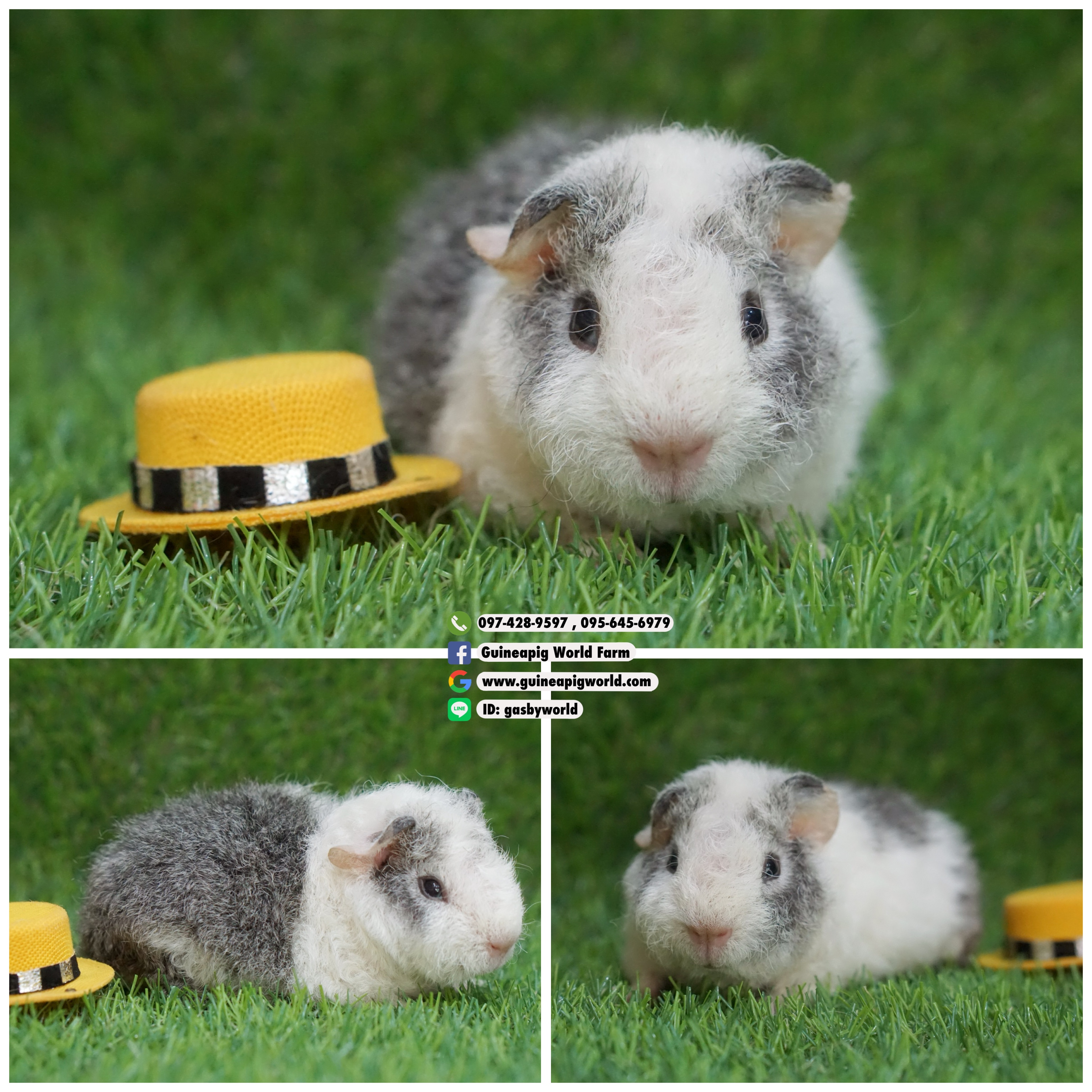 TM0821 Teddy/ผู้/โบรกเค่นซิลเวอร์อกูติ/พ่อแม่นำเข้า/โครงสร้างดี/โตขึ้นหล่อมาร์คดัชน่ารักกินเก่งน่ารักแข็งแรง/ราคา3,800(ปกติ6,800)ชอบโอนจองก่อนได้ก่อนทักไลน์ gasbyworld แจ้งข้อความน้องพร้อมย้ายบ้านค่ะ