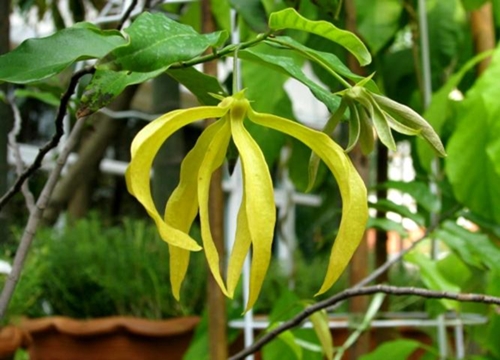 สายหยุด