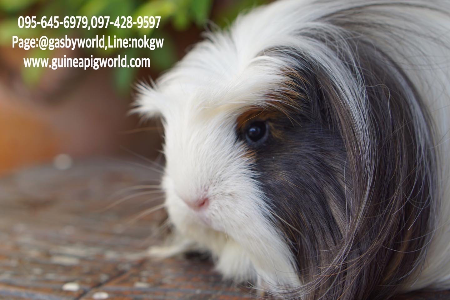 Coronet/Tsw(ภาพนี้โชว์ถ้าต้องการเลี้ยงไปที่หมวด"แกสบี้พร้อมจองและพร้อมไปอยู่กับครอบครัวใหม่"ค่ะ