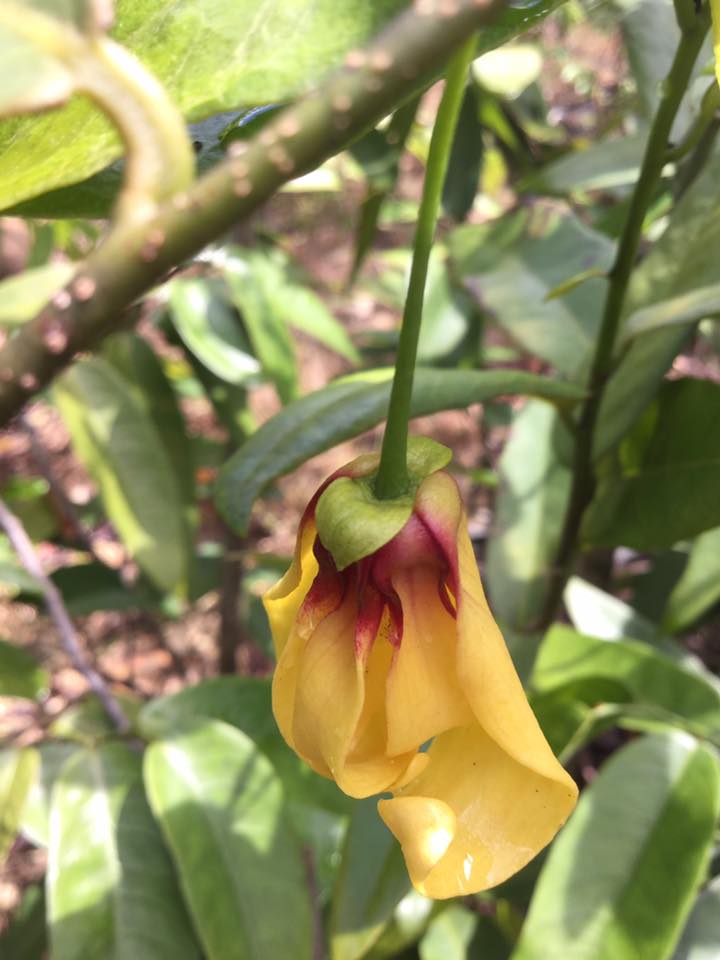 สายหยุดไส้ม่วง หรือ สาวสายม่วง