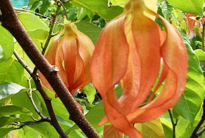 สายหยุด แดง