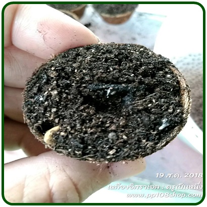 ต้นกล้า แก้วมังกรเหลืองอิสราเอล (Yellow Dragon fruit from Israel)