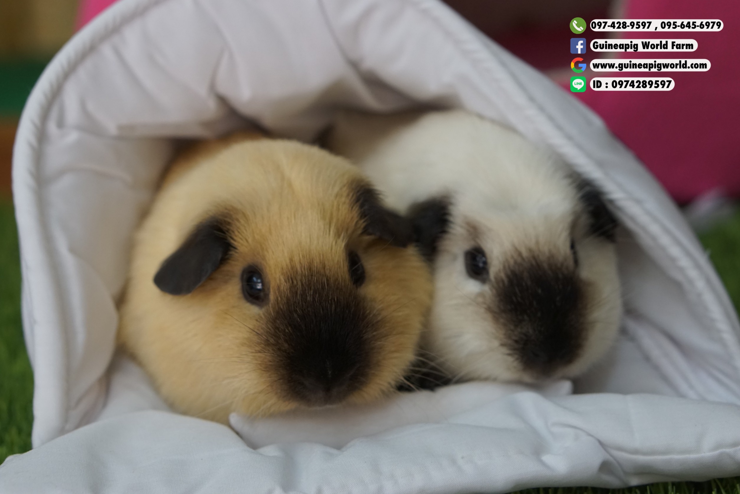 ถุงนอนนำเข้านุ่มเข้าออกรูปโค้ง(L340xW240xH172mm)สำหรับแกสบี้&กระต่าย