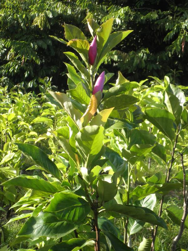 จำปี แดง