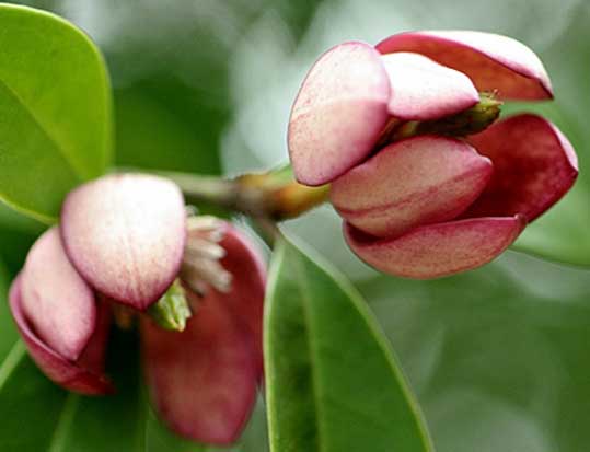 จำปีแขก แดง