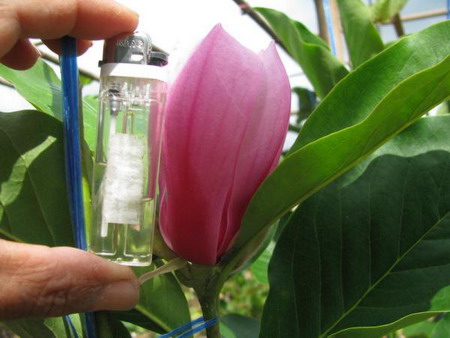 จำปี แดง