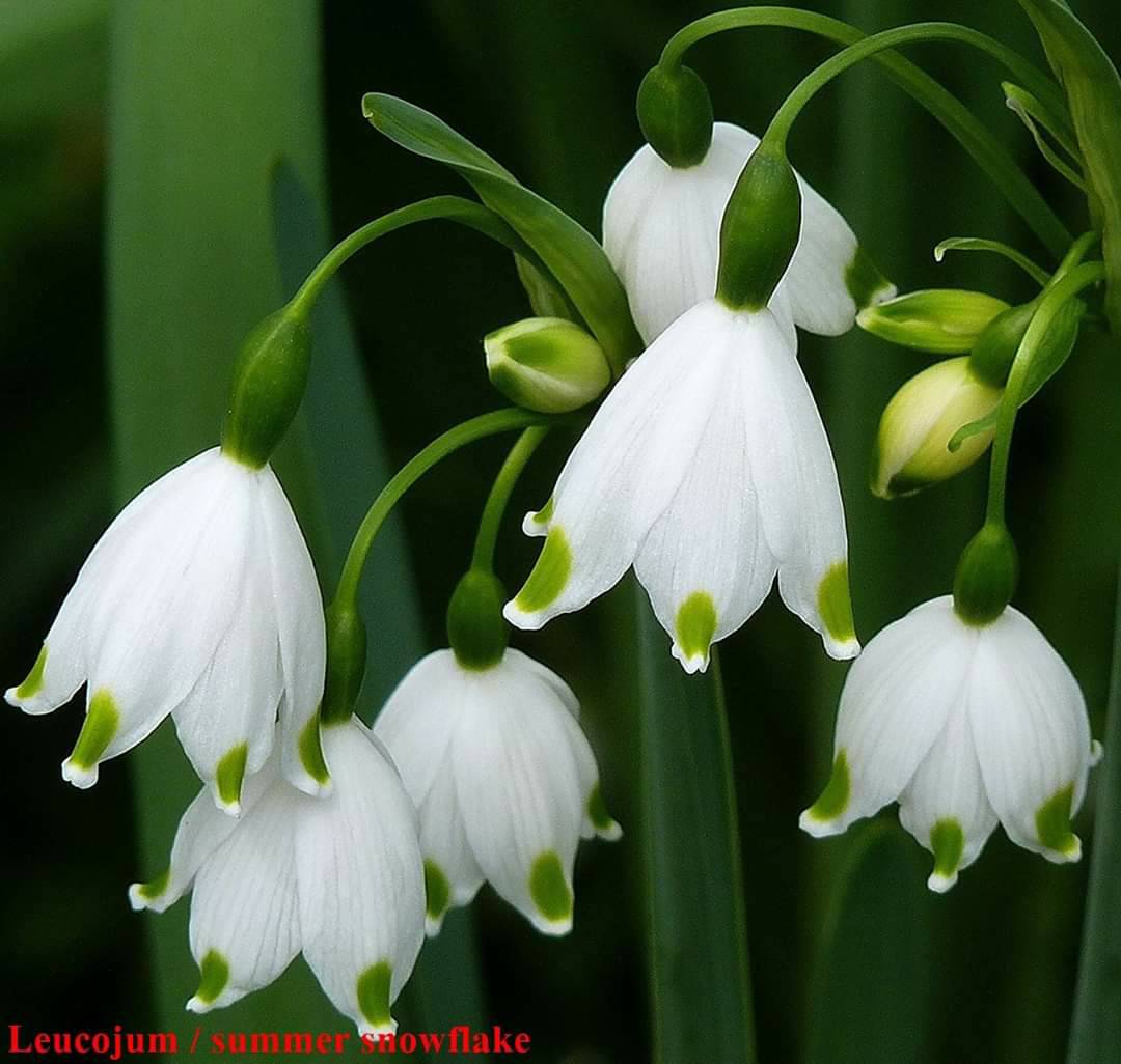 หัวดอกดอกหยาดหิมะ (Snow Drop) หรือ ดอกไม้แห่งความหวัง (Flower of Hope)