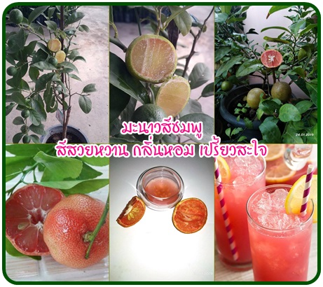 มะนาวแป้น สีชมพู (Pink lime)