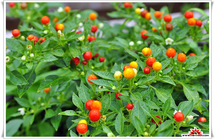 พริกเชอรี่บอมป์ - Cherry Bomb Pepper