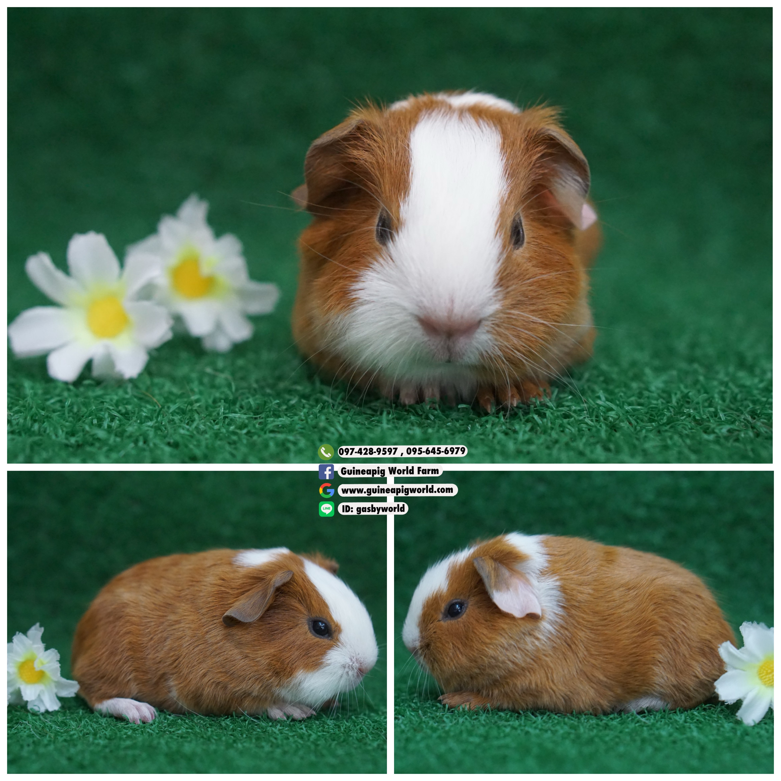 AM0832 American/เมีย/BrokenRed/พ่อแม่นำเข้า/อายุครบเดือนพร้อมย้ายบ้าน/โครงสร้างดีเนื้อแน่น/น่ารักกินเก่งน่ารักแข็งแรง/ราคา5500(ปกติ6,800)ชอบโอนจองก่อนได้ก่อนทักไลน์ gasbyworld แจ้งข้อความน้องพร้อมย้ายบ้านค่ะ