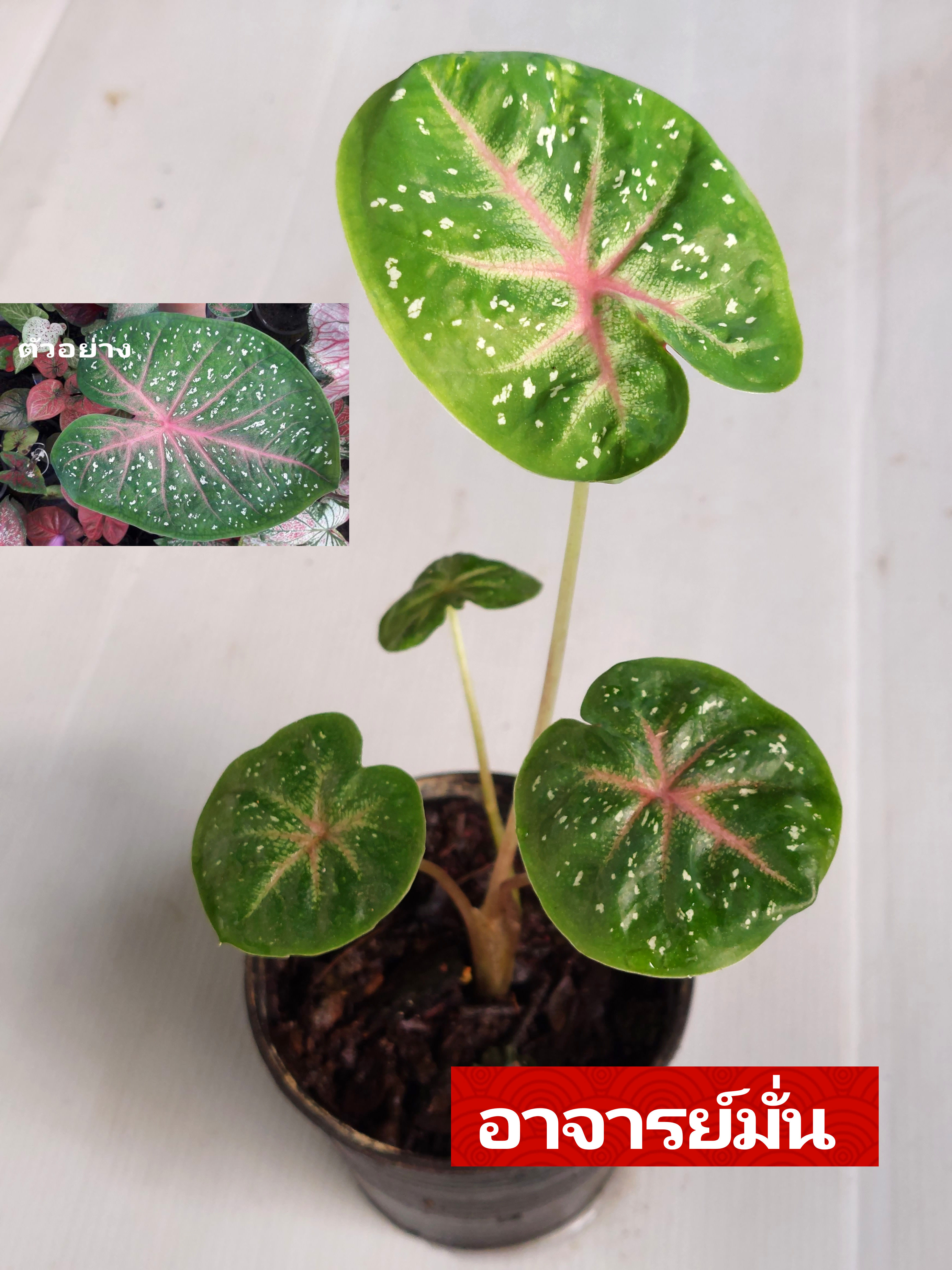 "บอนสี อาจารย์มั่น เขาไฟบุรีรัมย์" บอนสีราชินีแห่งไม้ใบ ส่งพร้อมกระถางพลาสติก ใบเหลืองจากการขนส่งให้ตัดใบออก ตามภาพ 4"