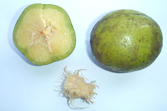 มะกอกฝรั่ง ผลยักษ์ (Ambarella Giant)