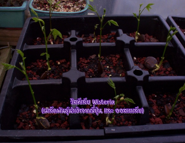 เมล็ดวิสทิเรีย (Wisteria)