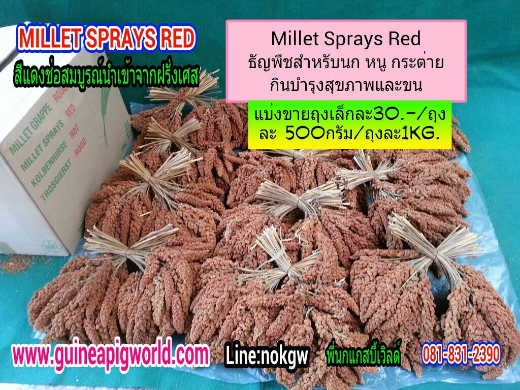 มิลเล็ทสเปรย์(Milletsprey)ธัญพืชสำหรับสัตว์เลี้ยง มีแบ่งขายหลายขนาด