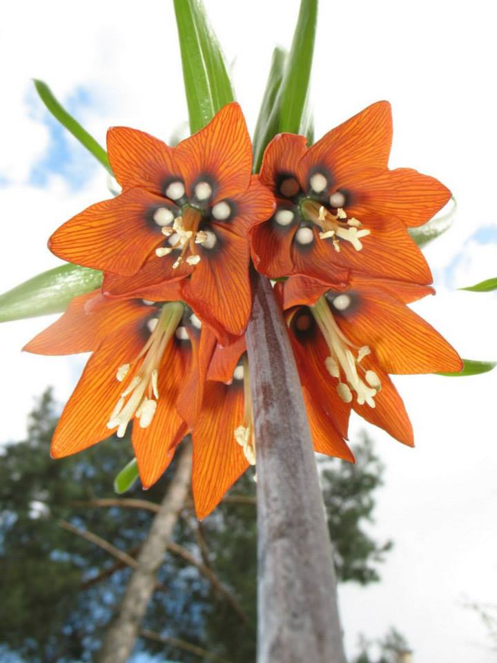 หัวดอกมงกุฏจักรพรรดิ์ (Crown Imperial) มี 2 สีให้เลือก