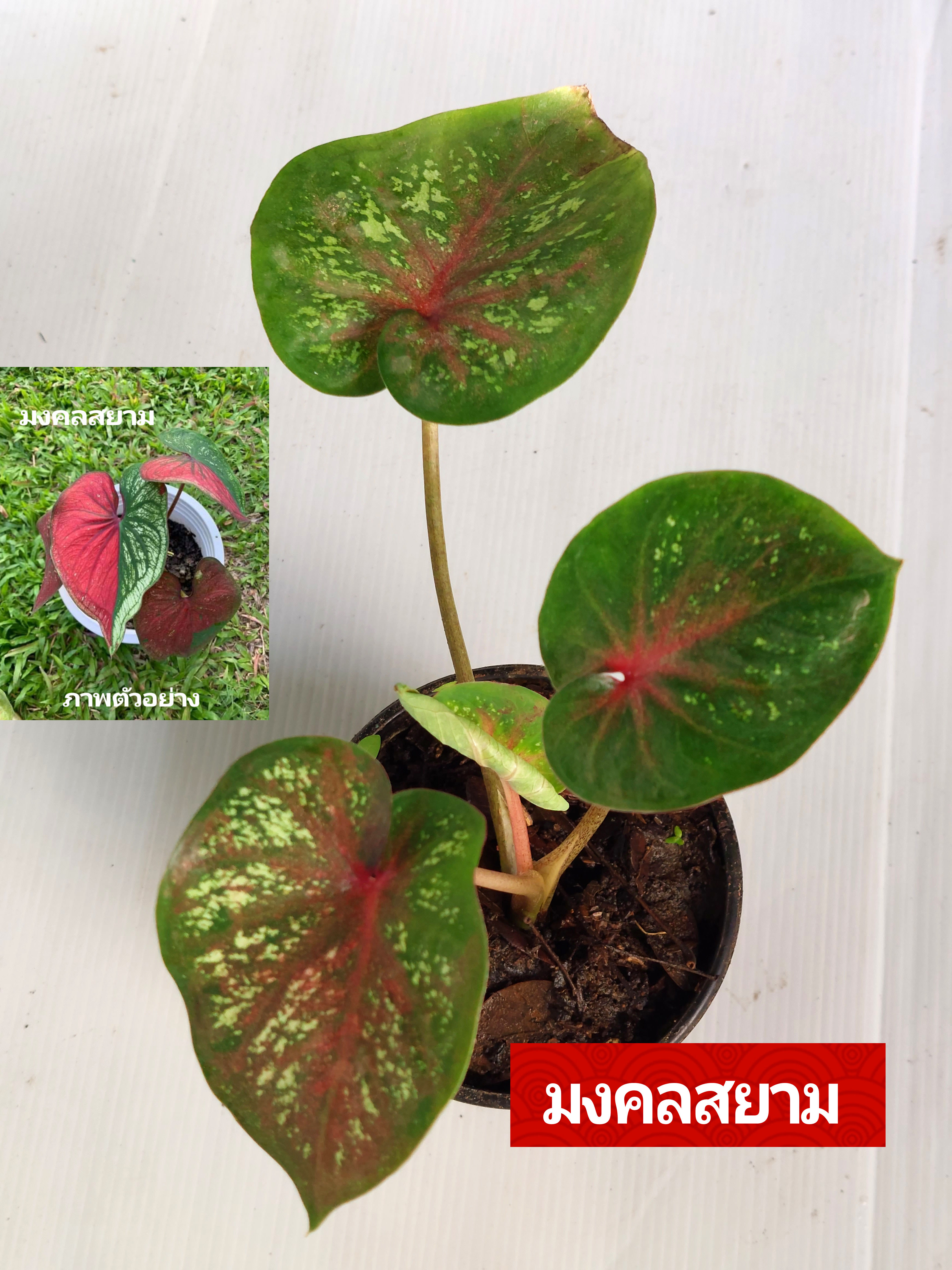 "บอนสี มงคลสยาม นภูเขาไฟบุรีรัมย์" บอนสีราชินีแห่งไม้ใบ ส่งพร้อมกระถางพลาสติก ใบเหลืองจากการขนส่งให้ตัดใบออก ตามภาพ 4"