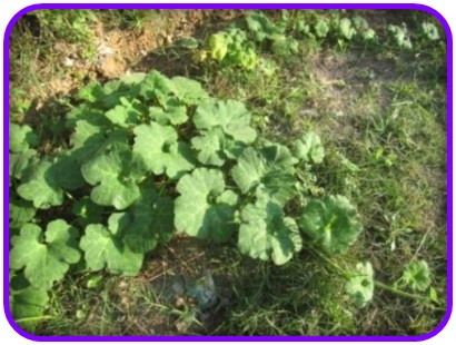 แตงหูฉลาม (Shark fin melon) อร่อยเหมือนหูฉลาม (เมล็ด)