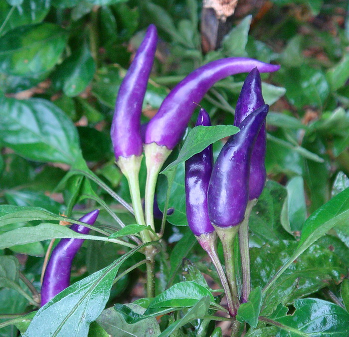 พริกขี้หนูสวนหอม สีม่วง (10 เมล็ด/ซอง)