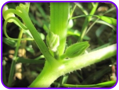 แตงหูฉลาม (Shark fin melon) อร่อยเหมือนหูฉลาม (เมล็ด)