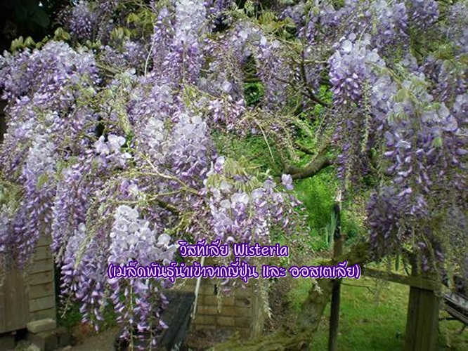เมล็ดวิสทิเรีย (Wisteria)