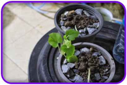 แตงหูฉลาม (Shark fin melon) อร่อยเหมือนหูฉลาม (เมล็ด)