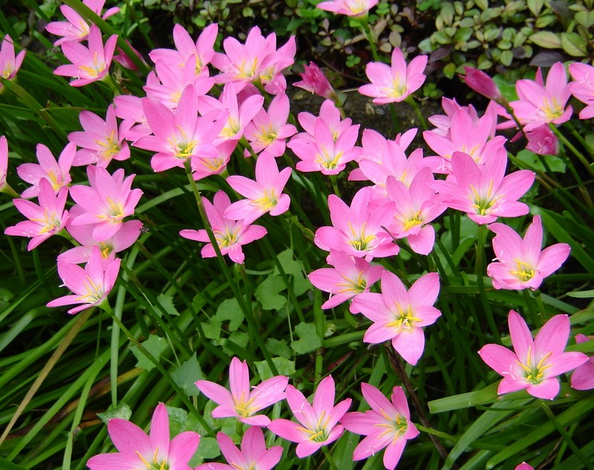 บัวดิน มีทั้งของในประเทศ และนอกประเทศ (มีทั้งราคาเป็นชุด และ ราคาต่อ 1 หัว เลือกชมได้เลยนะคะ)