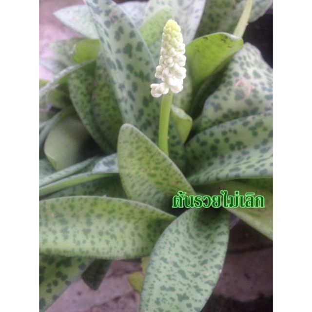 ว่านรวยไม่เลิกไม้มงคลเรียกทรัพย์ กระถางขนาด 4"