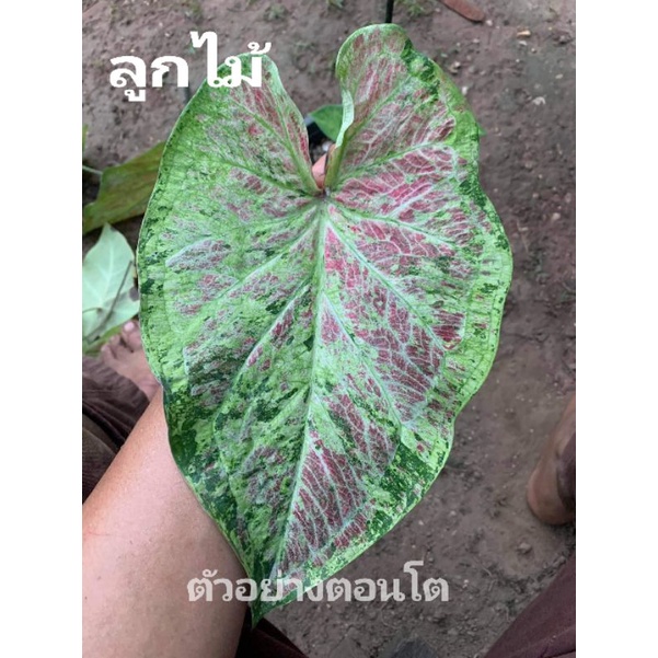 "บอนสี ลูกไม้ด่างอาจารย์วิรัตน์ ดินภูเขาไฟ บุรีรัมย์" บอนสีราชินีแห่งไม้ใบ ส่งพร้อมกระถางพลาสติก ใบเหลืองจากการขนส่งให้ตัดใบออก ตามภาพ 4"