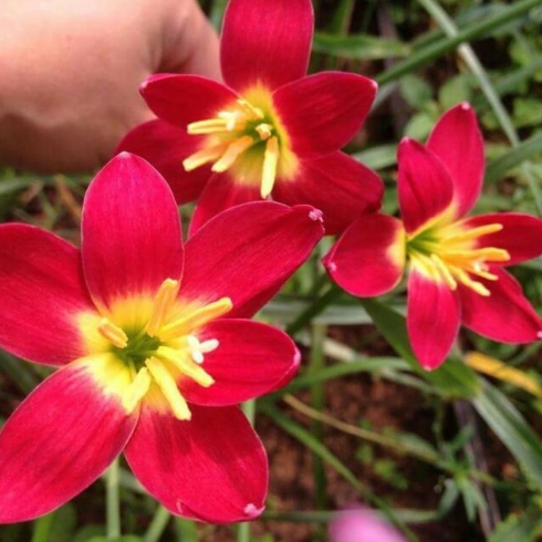 บัวดิน มีทั้งของในประเทศ และนอกประเทศ (มีทั้งราคาเป็นชุด และ ราคาต่อ 1 หัว เลือกชมได้เลยนะคะ)