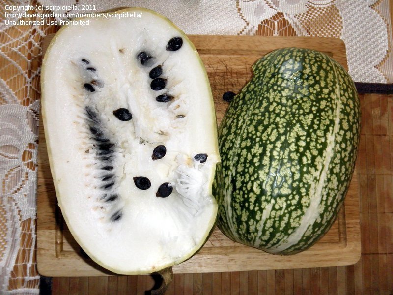 แตงหูฉลาม (Shark fin melon) อร่อยเหมือนหูฉลาม (เมล็ด)