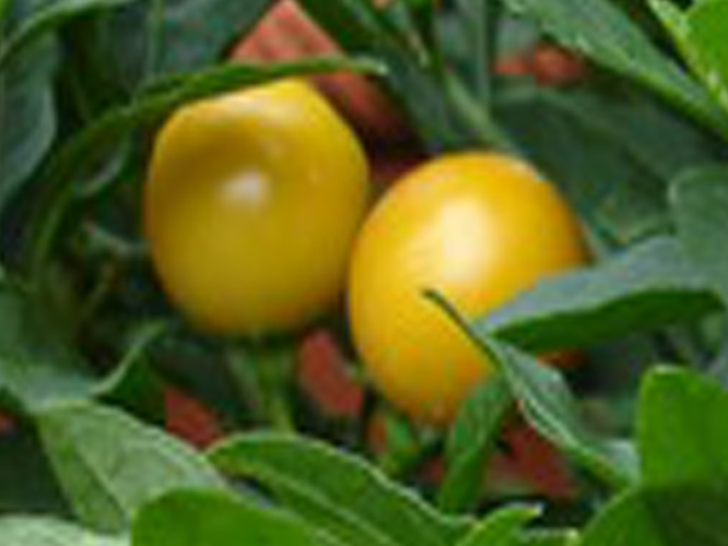 พริกเชอรี่บอมป์ - Cherry Bomb Pepper