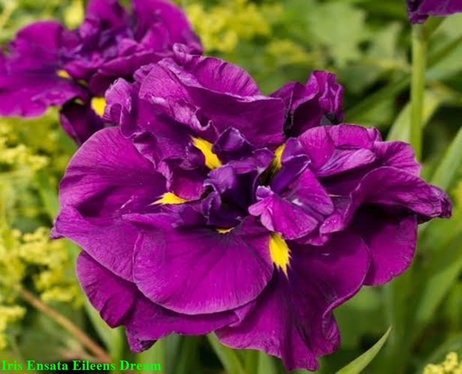 หัวดอกไอริส สายพันธุ์ญี่ปุ่น (บ่มตาดอก พร้อมปลูกแล้วได้ดอกทันที)