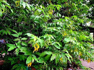 สายหยุด