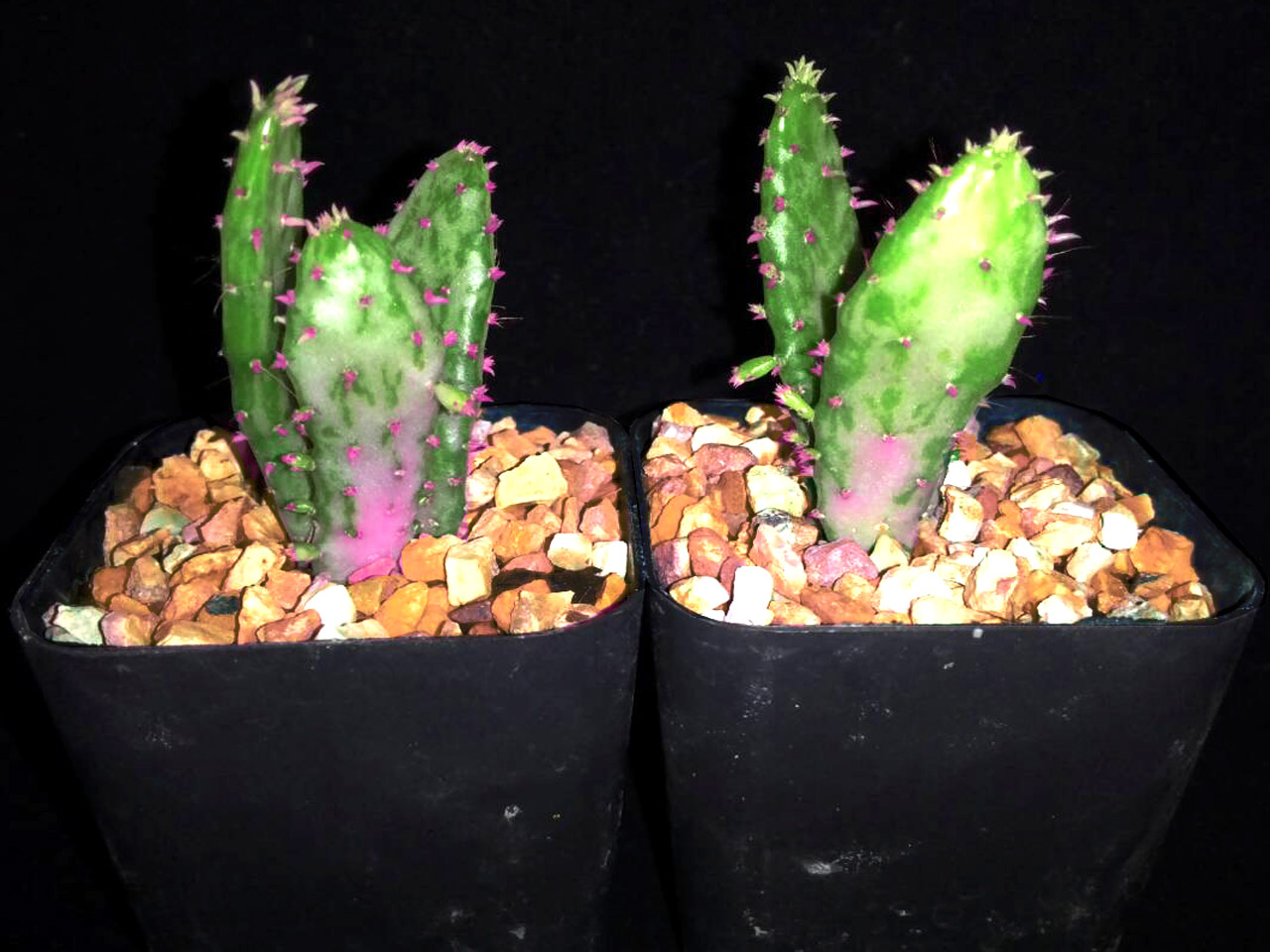 ซานตาริต้า กระบองเพชรกินผล สีม่วง (Santa Rita Cactus Opuntia Violacea) - (ต้นกล้า)