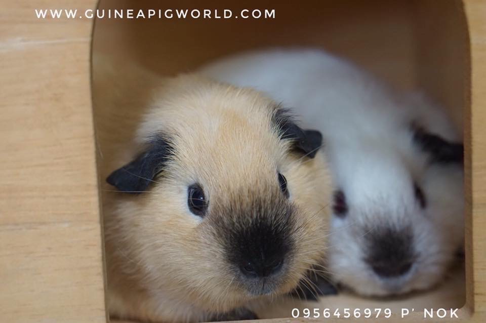 American/California(ภาพนี้โชว์ถ้าต้องการเลี้ยงไปที่หมวด"แกสบี้พร้อมจองและพร้อมไปอยู่กับครอบครัวใหม่"ค่ะ