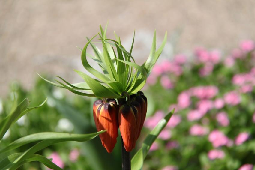 หัวดอกมงกุฏจักรพรรดิ์ (Crown Imperial) มี 2 สีให้เลือก