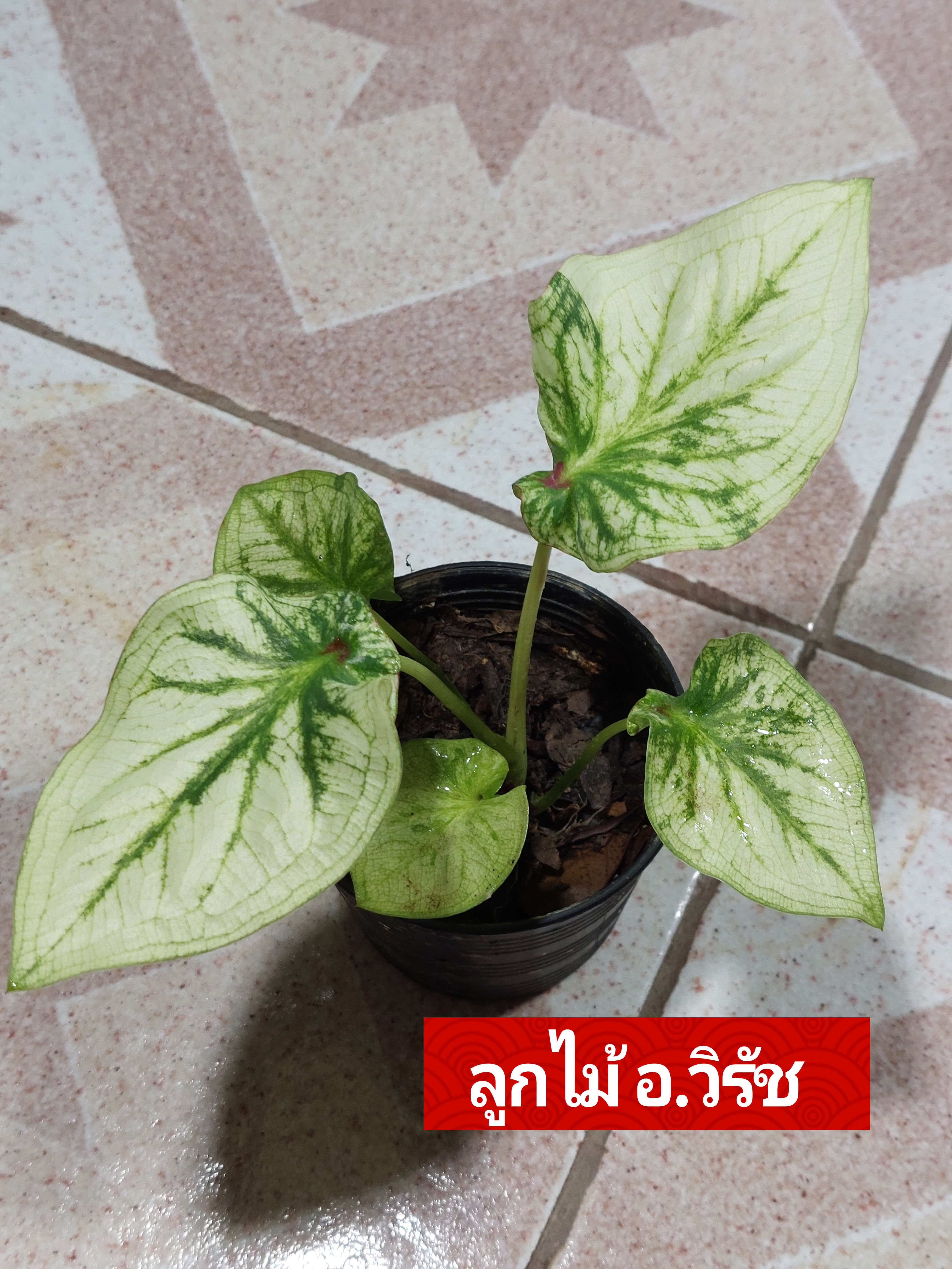"บอนสี ลูกไม้กาบอาจารย์ชวลิต ดินภูเขาไฟ บุรีรัมย์" บอนสีราชินีแห่งไม้ใบ ส่งพร้อมกระถางพลาสติก ใบเหลืองจากการขนส่งให้ตัดใบออก ตามภาพ 4"